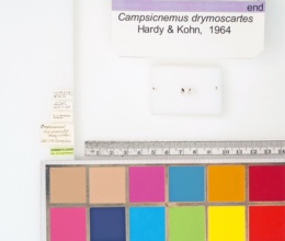 Campsicnemus drymoscartes image