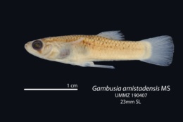 Image of Gambusia amistadensis