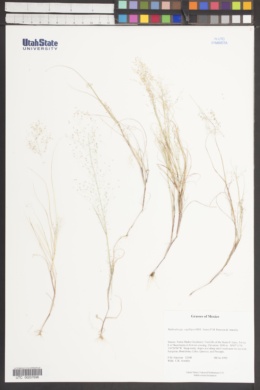 Muhlenbergia capillipes image
