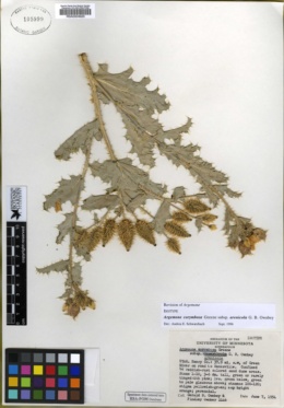 Argemone corymbosa subsp. arenicola image