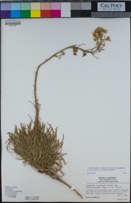 Erysimum suffrutescens image