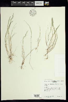 Chaboissaea subbiflora image