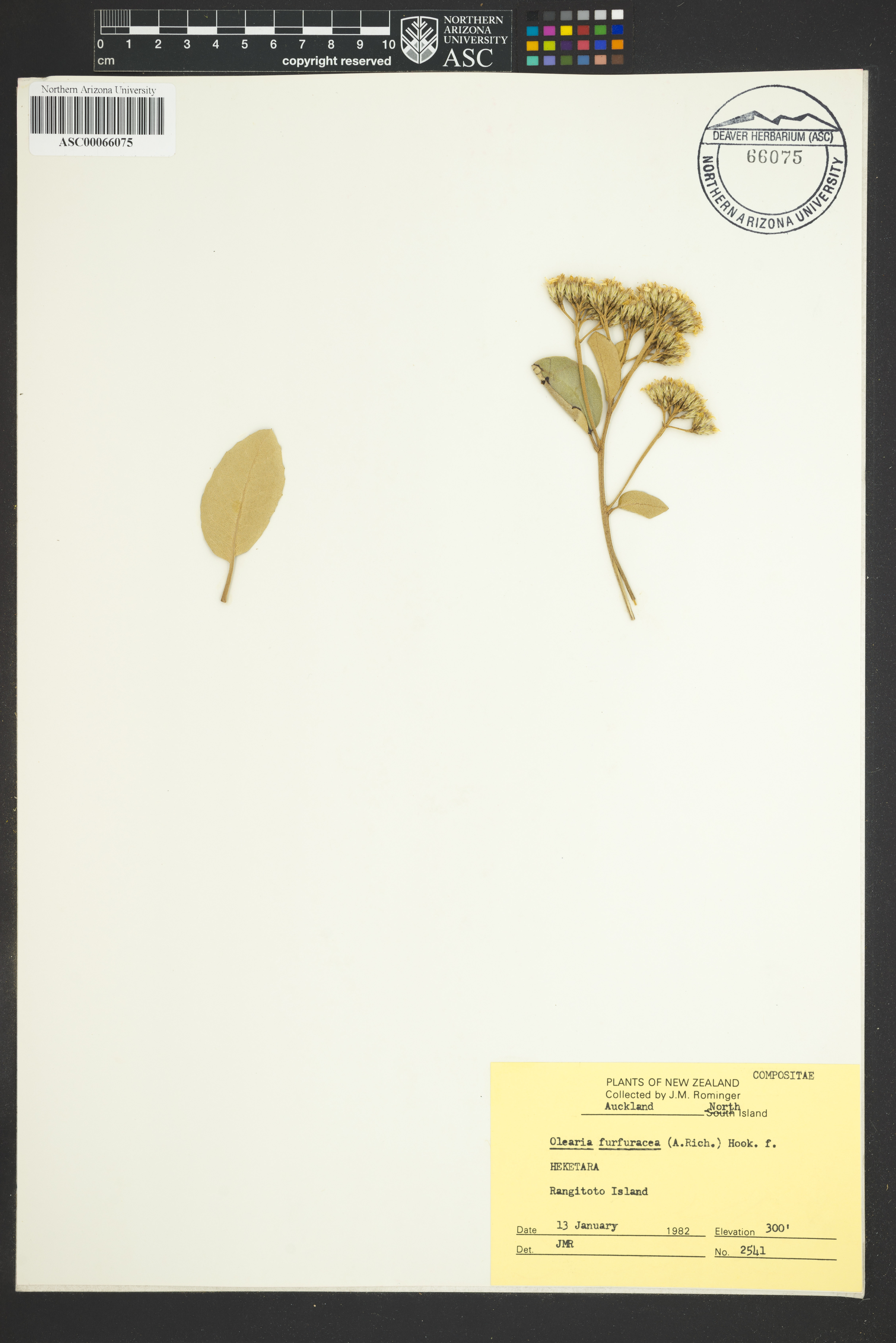 Image of Olearia furfuracea