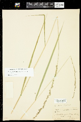 Chasmanthium laxum subsp. laxum image