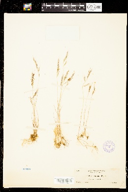 Vulpia microstachys var. confusa image