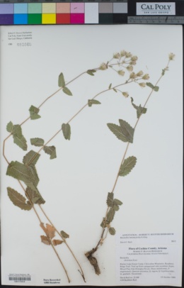 Image of Brickellia betonicifolia