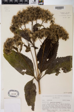 Image of Eupatorium purpureum