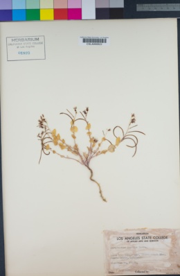 Image of Streptanthus gracilis