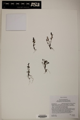 Veronica peregrina ssp. xalapensis image