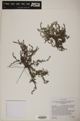 Image of Plagiobothrys hispidulus