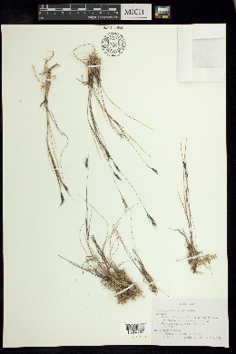 Muhlenbergia brevivaginata image