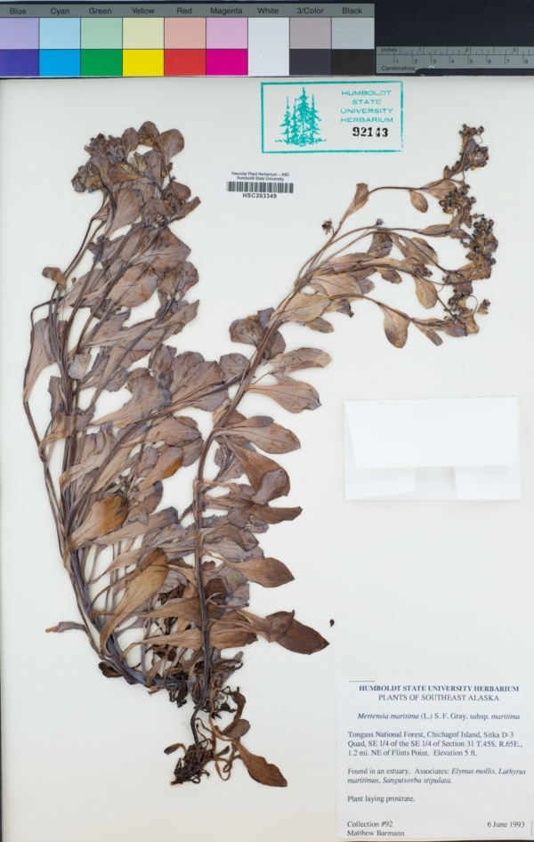 Mertensia maritima subsp. maritima image