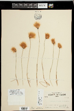 Eriophorum russeolum subsp. russeolum image