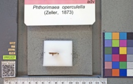 Phthorimaea operculella image