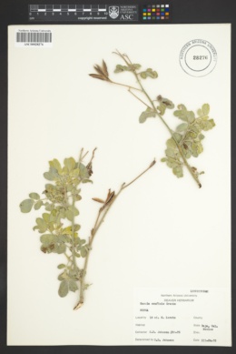 Image of Cassia confinis