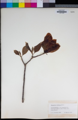 Image of Magnolia liliiflora