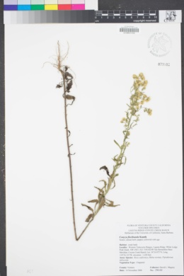 Image of Erigeron sumatrensis