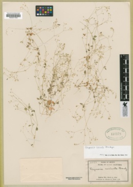 Drymaria carinata image
