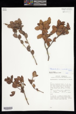Image of Rhododendron inconspicuum