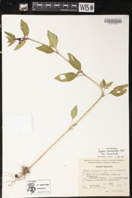 Cuphea lanceolata image