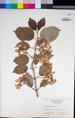 Image of Viburnum plicatum