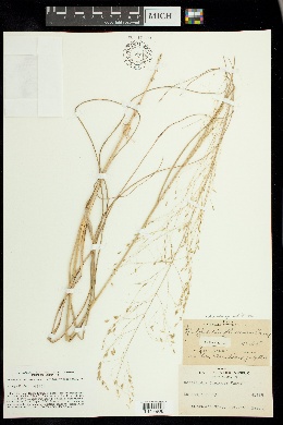 Muhlenbergia multiflora image