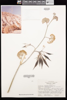 Asclepias albicans image
