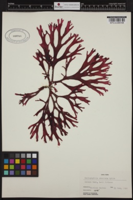 Callophyllis edentata image