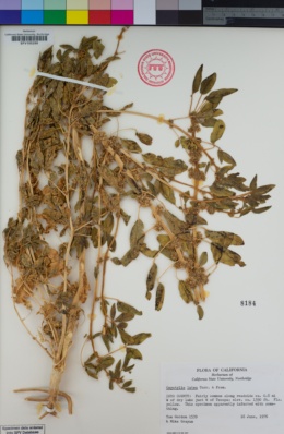 Image of Oxystylis lutea