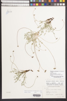 Musineon naomiensis image