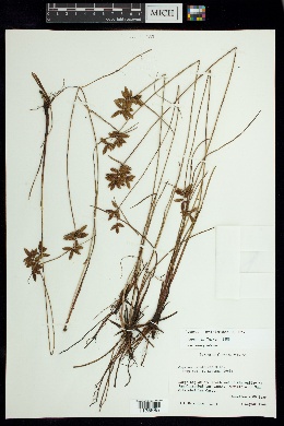 Cyperus unioloides image