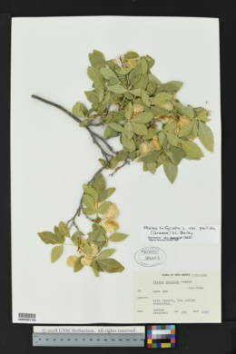 Ptelea trifoliata subsp. pallida image