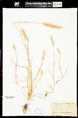 Polypogon maritimus image