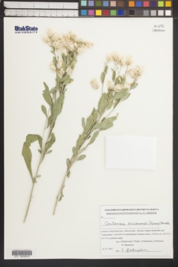 Centaurea erivanensis image