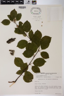 Image of Betula × purpusii