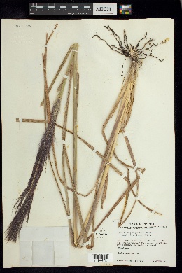 Muhlenbergia grandis image