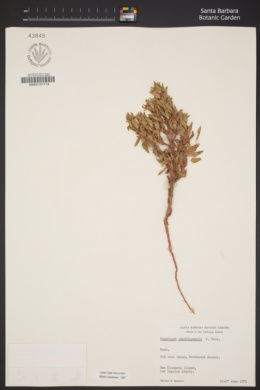 Camissoniopsis guadalupensis subsp. clementina image