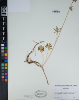 Sidalcea ranunculacea image
