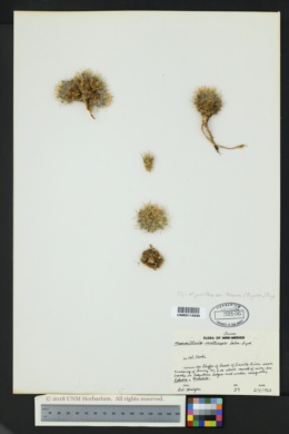 Mammillaria prolifera var. texana image