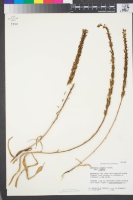 Habenaria elegans image