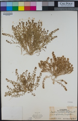Lepidium acutidens image