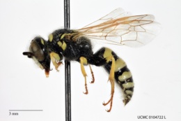 Philanthus siouxensis image