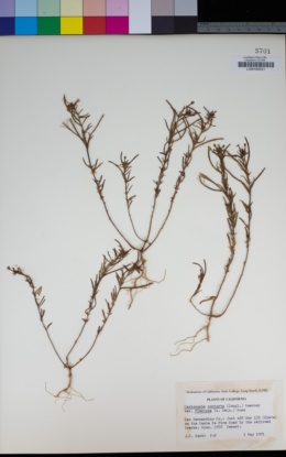 Camissonia contorta image