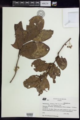 Banisteriopsis latifolia image