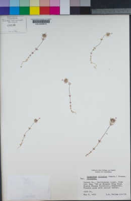 Leptosiphon ciliatus subsp. ciliatus image