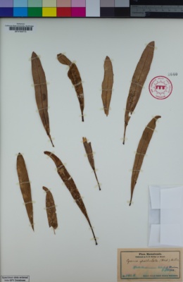 Image of Cyanea spathulata