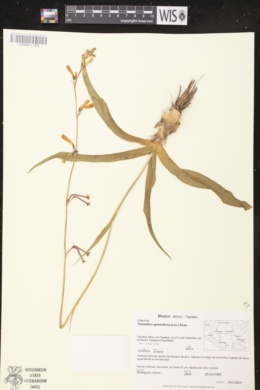 Image of Polianthes geminiflora