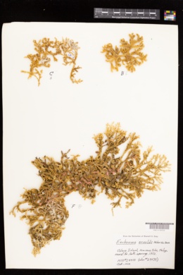 Eucheuma arnoldii image