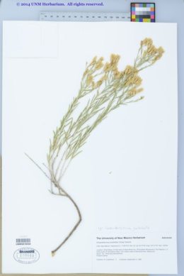 Lorandersonia pulchella image