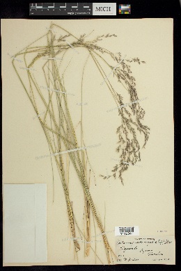 Calamagrostis orizabae image